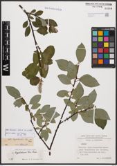 Salix bicolor Ehrh. ex Willd.